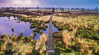 Moor in der Eifel