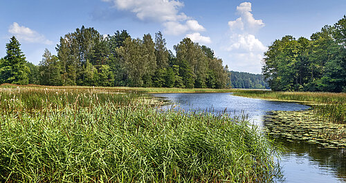 Mitteleuropäische Wald- und Moorlandschaft