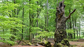 Naturnaher Laubmischwald